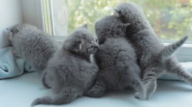 İskoç Fold başlıdırlar tabby yavru kedi doğurmak.