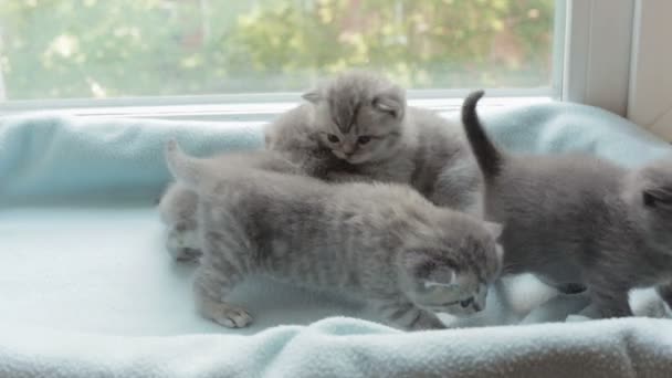 Blotched tabby gattini razza Scottish Fold . — Video Stock