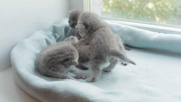 Blotched tabby kittens breed Scottish Fold. — Stock Video
