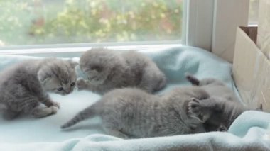 İskoç Fold başlıdırlar tabby yavru kedi doğurmak.