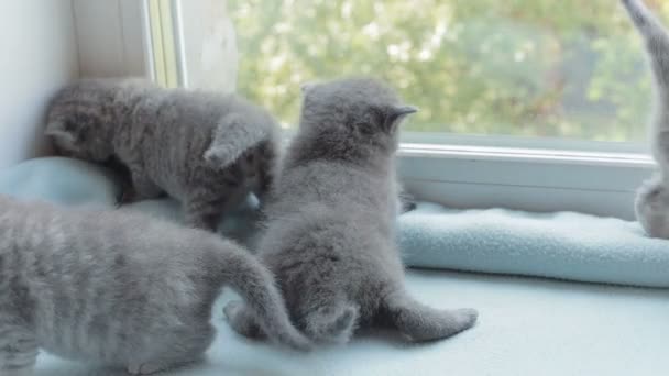 Blotched tabby gatinhos raça Scottish Fold . — Vídeo de Stock