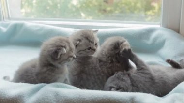 İskoç Fold başlıdırlar tabby yavru kedi doğurmak.