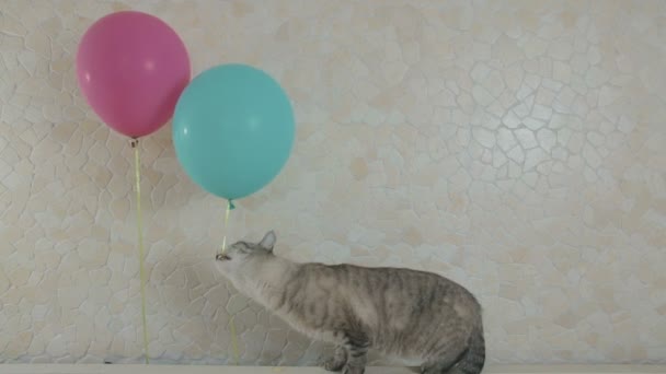 Lustige freche Katze nagt Seil aus Luftballon. — Stockvideo