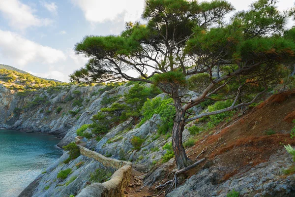 Krími pine Trail Dmitrijevics Golicin Koba Kaya oldalán:. — Stock Fotó