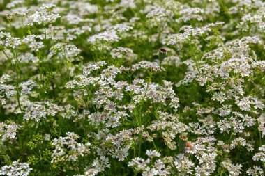 Çiçek açan tarla Orlaya daucoides.