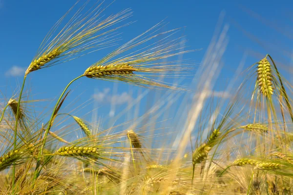 ライ麦の収穫とフィールド. — ストック写真
