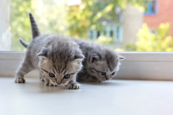 Schöne kleine gestreifte Kätzchen auf der Fensterbank. Schottische Faltenzucht. — Stockfoto