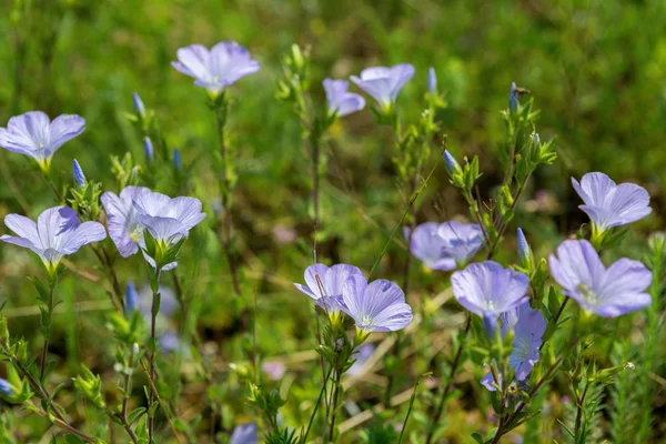 Квітуче блакитне льонове поле . — стокове фото