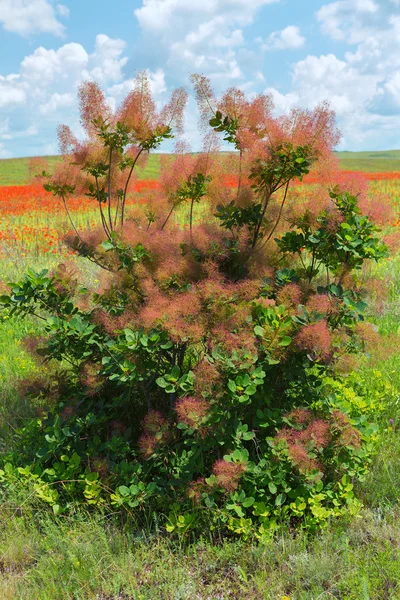 Cotinus coggygria 또는 유럽 smoketree. — 스톡 사진