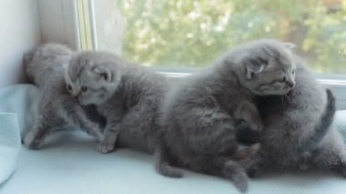 İskoç Fold başlıdırlar tabby yavru kedi doğurmak.