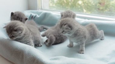 İskoç Fold başlıdırlar tabby yavru kedi doğurmak.