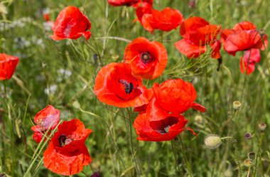 Kırmızı haşhaş çiçek açan alan.