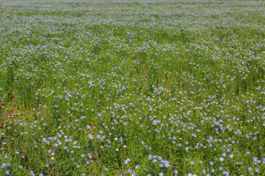 Çiçekli mavi keten alan.