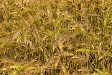 Hasat çavdar alanıyla.