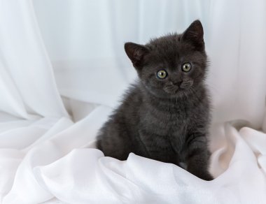 Güzel küçük tabby yavru kedi pencere eşiğinde. Britanya ile ilgili stenografi doğurmak.