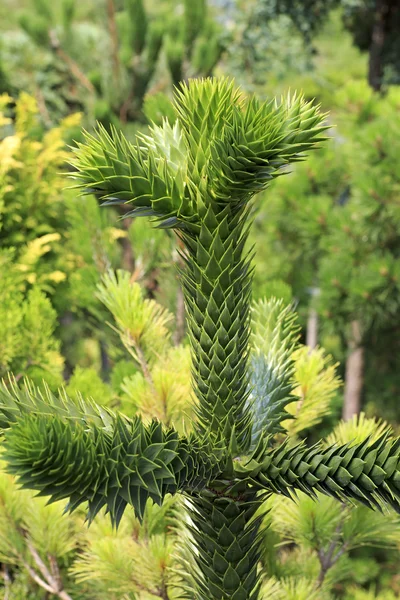 Araucaria araucana. Gyönyörű természet, a Krím-félszigeten. — Stock Fotó