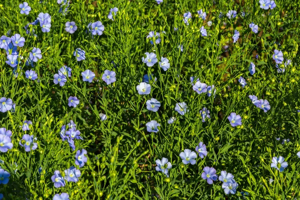 Campo de linho azul florido . — Fotografia de Stock