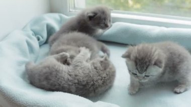 İskoç Fold başlıdırlar tabby yavru kedi doğurmak.