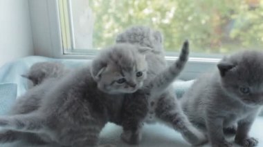 İskoç Fold başlıdırlar tabby yavru kedi doğurmak.