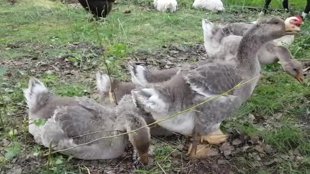 Graugänse im Stall. Ziegenherde mit ihren Plätzen. — Stockvideo