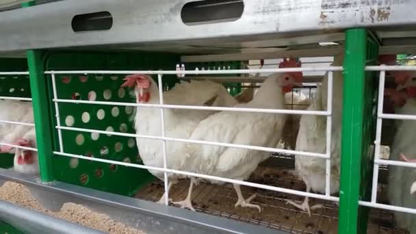 Pollos de raza blanca en jaulas con bebedero en gallinero . — Vídeos de Stock