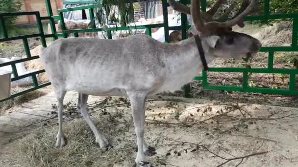 Rentiere im Zaun fressen Baumblätter. — Stockvideo