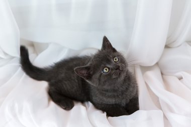 Güzel küçük tabby yavru kedi pencere eşiğinde. Britanya ile ilgili stenografi doğurmak.