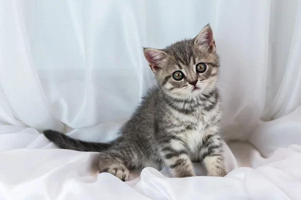 Beau petit chaton tabby sur le rebord de la fenêtre. Écossais Race droite . — Photo