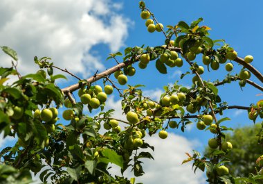 Prunus cerasifera veya kiraz Erik.