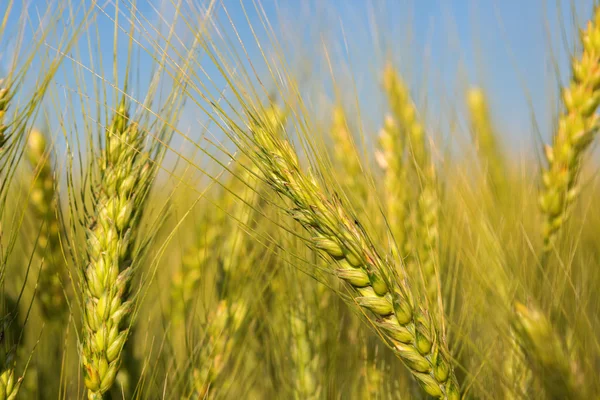 ライ麦の収穫とフィールド. — ストック写真