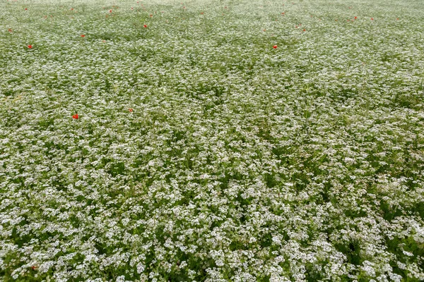 들판에서 꽃피는 오를라야 다우 코 이 데스. — 스톡 사진