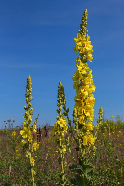 Verbascum thapsus veya büyük sığırkuyruğu. — Stok fotoğraf