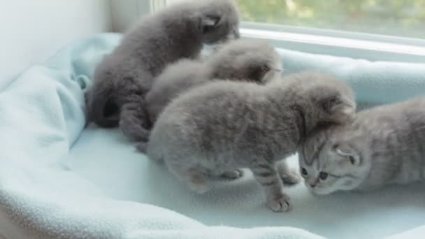 Blotched tabby kittens fokken Scottish Fold. — Stockvideo