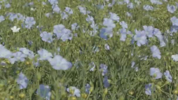 Floración campo de lino azul . — Vídeo de stock