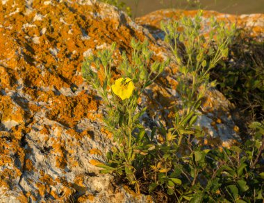Potentilla recta veya sülfür cinquefoil.