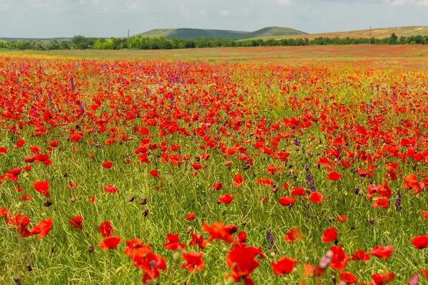 Blooming felt av røde valmuer . – stockfoto