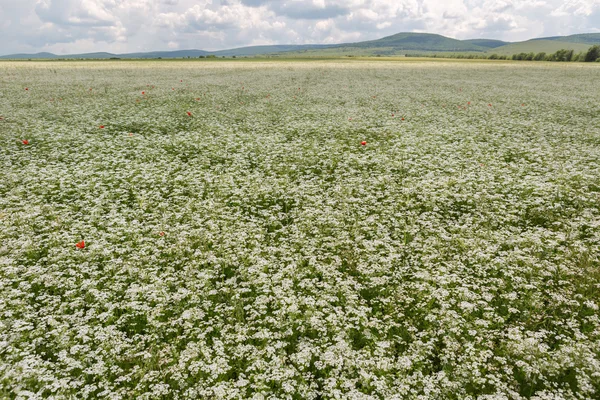 Szabadföldi virágzó Orlaya daucoides. — Stock Fotó