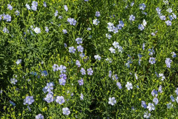 Campo de linho azul florido . — Fotografia de Stock