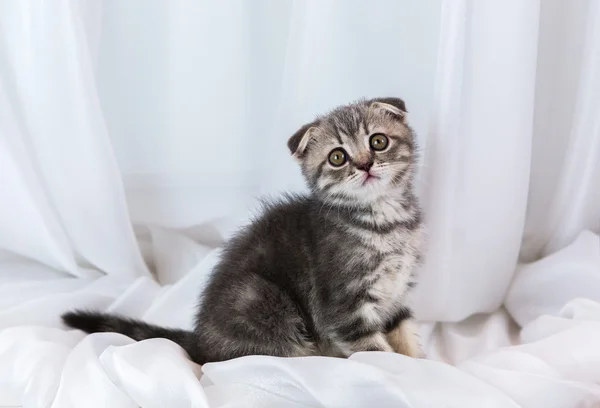 Beau petit chaton tabby sur le rebord de la fenêtre. Écossais Plier race . — Photo