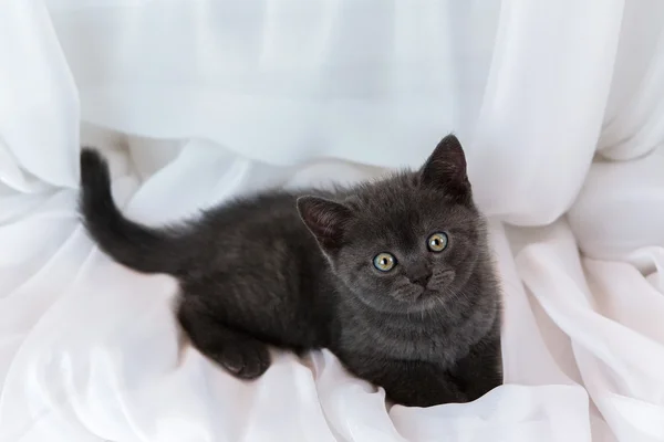 Красивий маленький кошеня табби на підвіконні. Британська короткошерста порода. — стокове фото