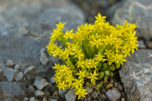 セダム エーカーまたは goldmoss マンネングサ. — ストック写真