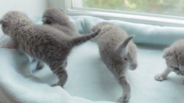 İskoç Fold başlıdırlar tabby yavru kedi doğurmak.