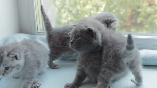 İskoç Fold başlıdırlar tabby yavru kedi doğurmak. — Stok video