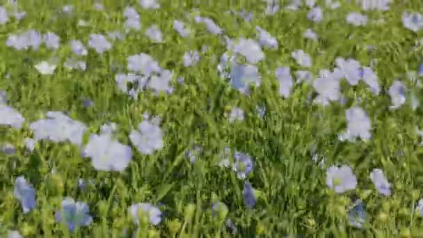 Blommande blå lin fält. — Stockvideo