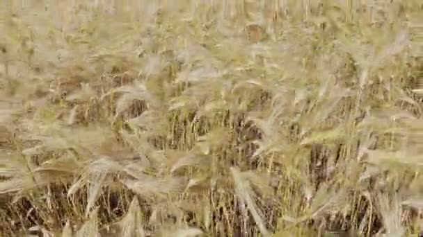 Felt med høst rug . – Stock-video