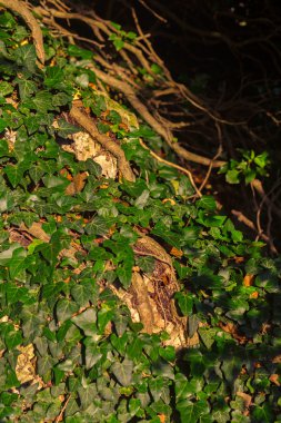 Hedera canariensis. Crimea.