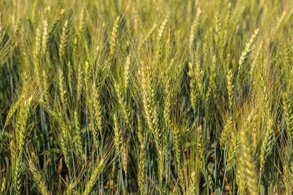 Campo com centeio de colheita . — Fotografia de Stock