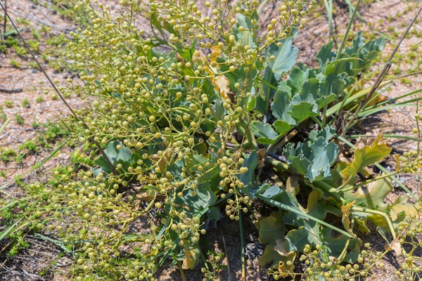 Crambe maritima eller strandkål. — Stockfoto