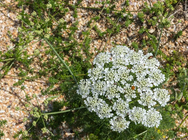 Orlaya daucoides. Crimea. — Stock Photo, Image