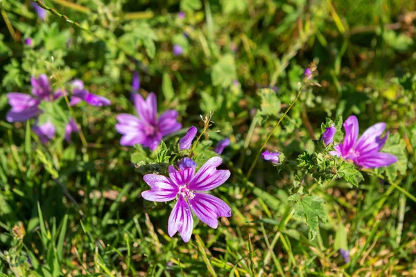 ウスベニアオイまたは一般的なアオイ科の植物. — ストック写真